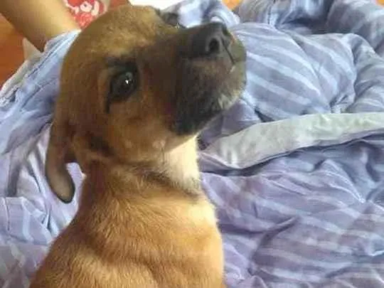 Cachorro ra a RND idade 2 a 6 meses nome Malu