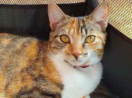 Gato ra a SRD idade 7 a 11 meses nome MANU