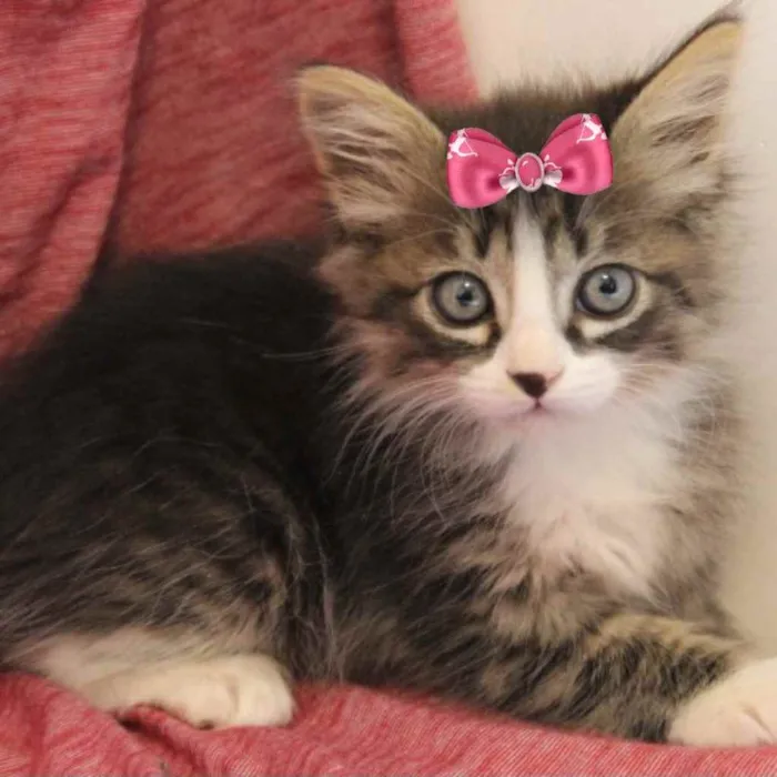 Gato ra a Mestiça  idade Abaixo de 2 meses nome Lindinha 