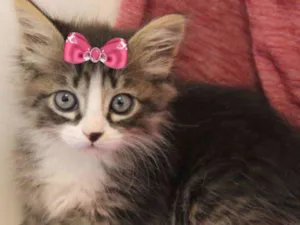 Gato raça Mestiça  idade Abaixo de 2 meses nome Lindinha 
