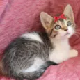 Florzinha 