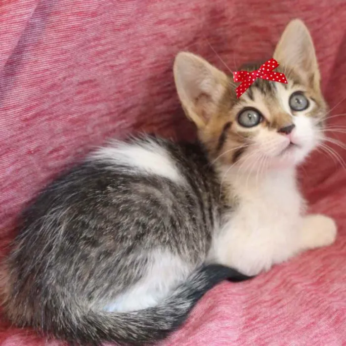 Gato ra a Mestiça  idade Abaixo de 2 meses nome Florzinha 