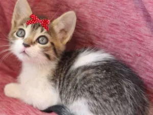 Gato raça Mestiça  idade Abaixo de 2 meses nome Florzinha 