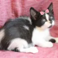 Docinho 