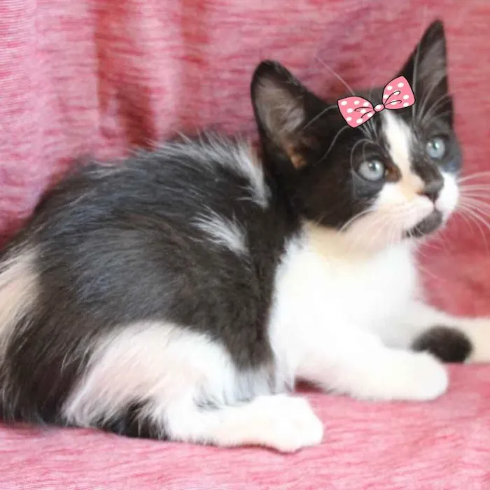 Gato ra a Mestiça  idade Abaixo de 2 meses nome Docinho 