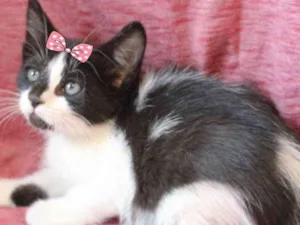 Gato raça Mestiça  idade Abaixo de 2 meses nome Docinho 