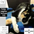 GIGI