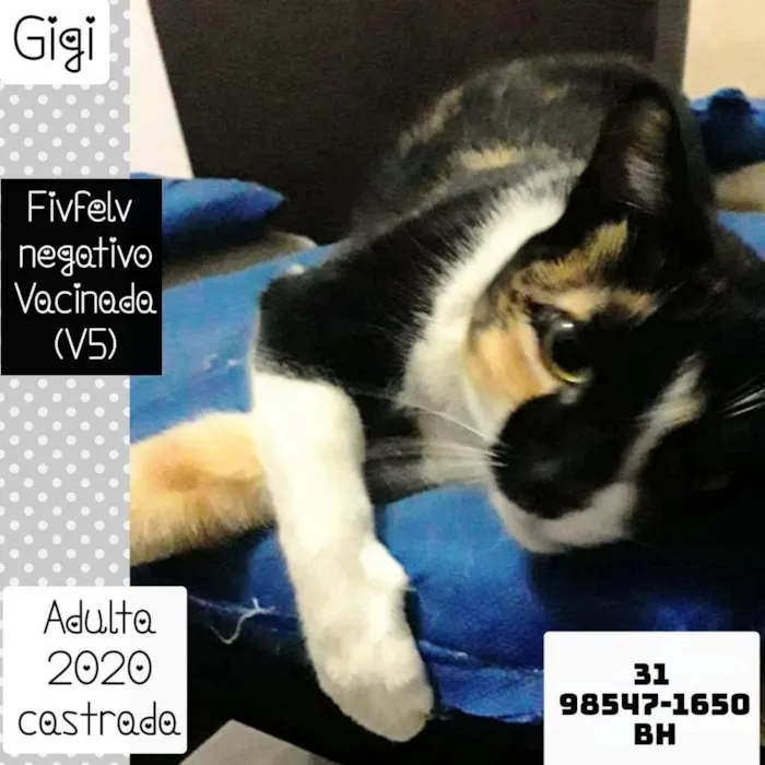 Gato raça SRD idade 1 ano nome GIGI