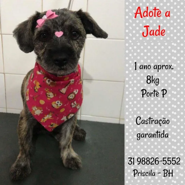 Cachorro raça SRD idade 1 ano nome JADE