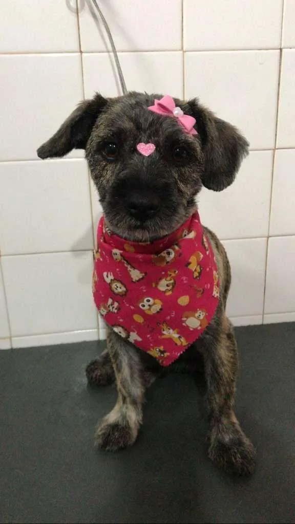 Cachorro raça SRD idade 1 ano nome JADE