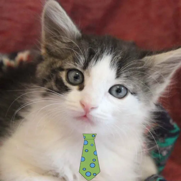 Gato ra a Mestiço  idade Abaixo de 2 meses nome Dexter 