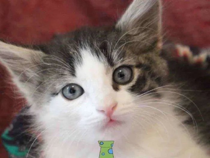 Gato ra a Mestiço  idade Abaixo de 2 meses nome Dexter 