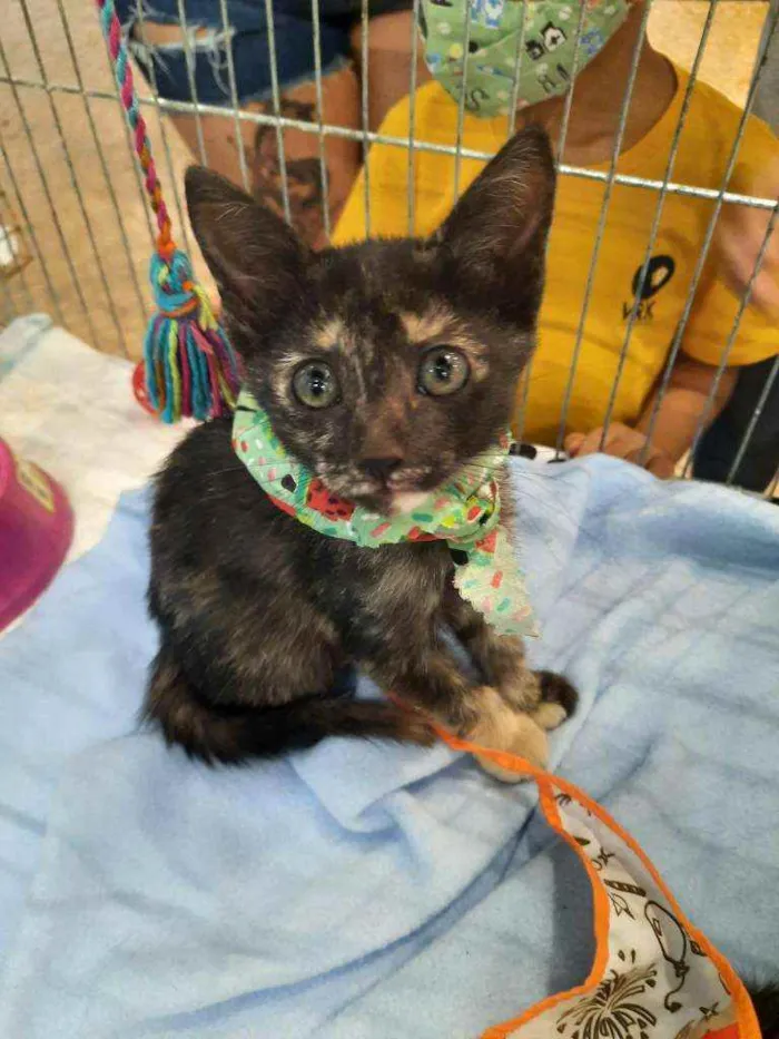 Gato ra a S.R.D. idade Abaixo de 2 meses nome Kika e Konka