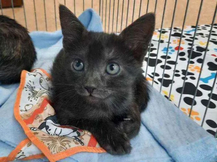 Gato ra a S.R.D. idade Abaixo de 2 meses nome Kika e Konka