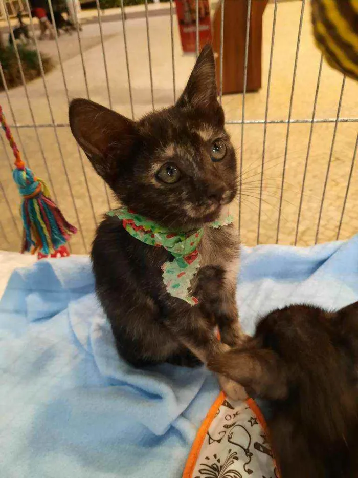 Gato ra a S.R.D. idade Abaixo de 2 meses nome Kika