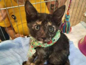Gato raça S.R.D. idade Abaixo de 2 meses nome Kika