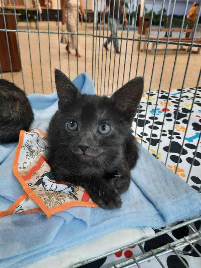 Gato ra a S.R.D. idade Abaixo de 2 meses nome Konka