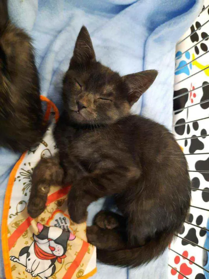 Gato ra a S.R.D. idade Abaixo de 2 meses nome Konka