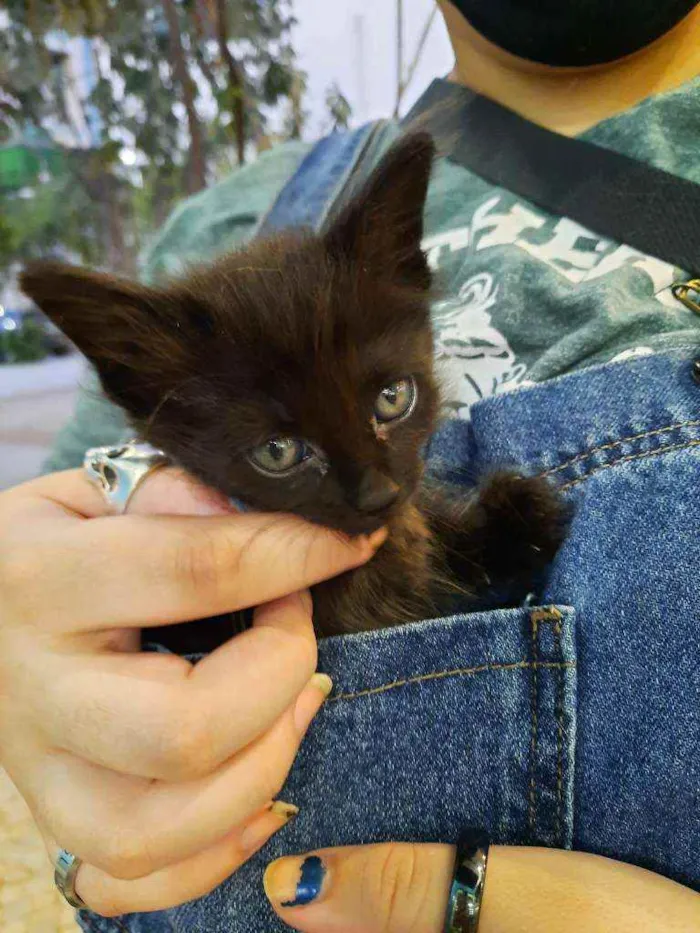 Gato ra a S.R.D. idade Abaixo de 2 meses nome Konka