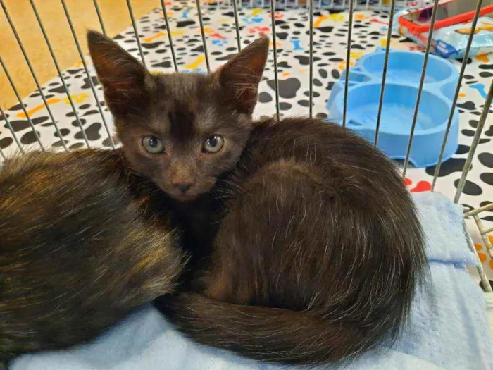 Gato ra a S.R.D. idade Abaixo de 2 meses nome Konka