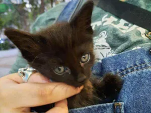 Gato raça S.R.D. idade Abaixo de 2 meses nome Konka