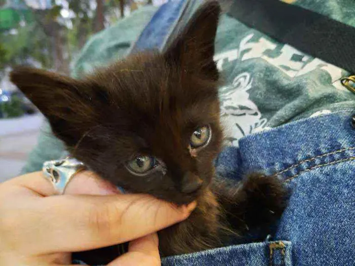 Gato ra a S.R.D. idade Abaixo de 2 meses nome Konka