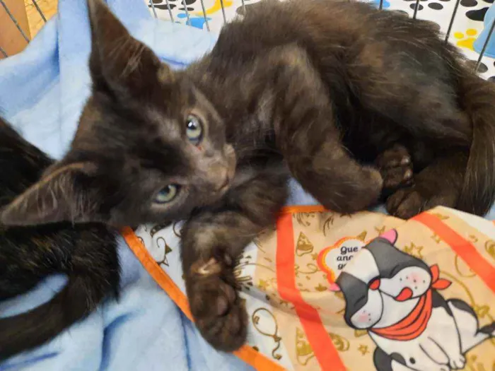 Gato ra a S.R.D. idade Abaixo de 2 meses nome Konka