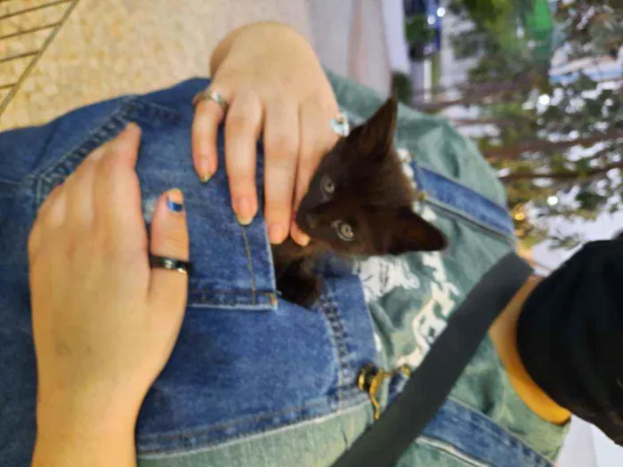 Gato ra a S.R.D. idade Abaixo de 2 meses nome Konka