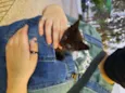Konka