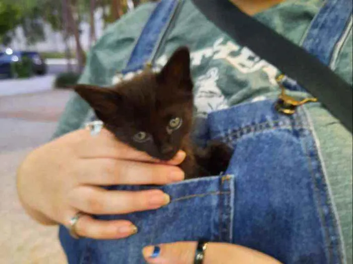Gato ra a S.R.D. idade Abaixo de 2 meses nome Konka