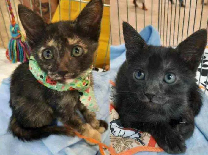 Gato ra a S.R.D. idade Abaixo de 2 meses nome Kika e Konka