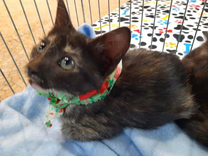 Gato ra a S.R.D. idade Abaixo de 2 meses nome Kika e Konka