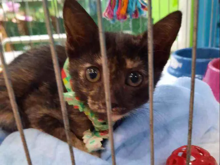 Gato ra a S.R.D. idade Abaixo de 2 meses nome Kika e Konka