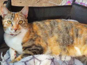 Gato raça SRD idade 7 a 11 meses nome MANU