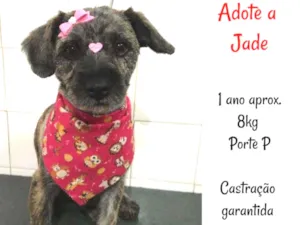 Cachorro raça SRD idade 1 ano nome JADE