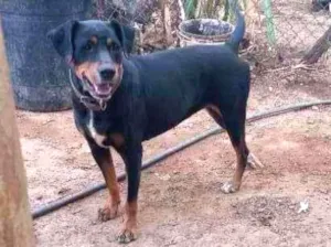 Cachorro raça Indefinida idade 3 anos nome Kiara