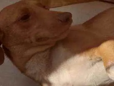 Cachorro ra a Indefinida  idade 1 ano nome Scubi