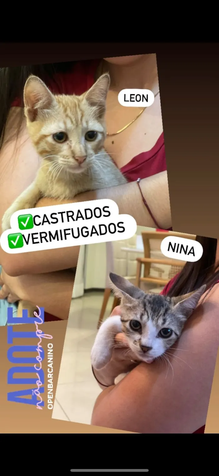 Gato raça Srd idade Abaixo de 2 meses nome Príncipes 