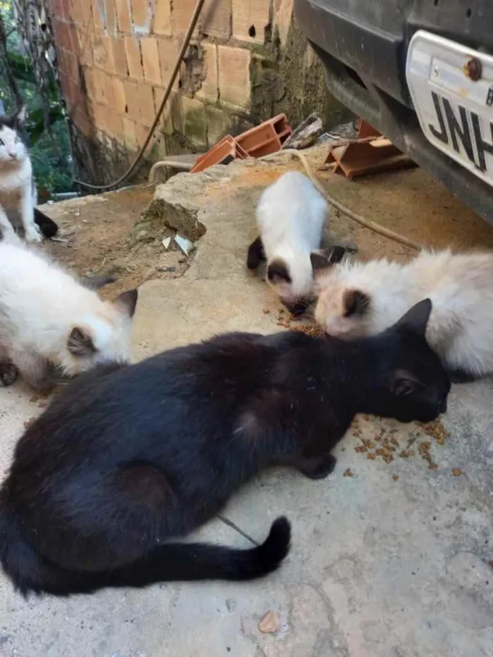 Gato ra a Srd idade Abaixo de 2 meses nome Filhotes siamês 