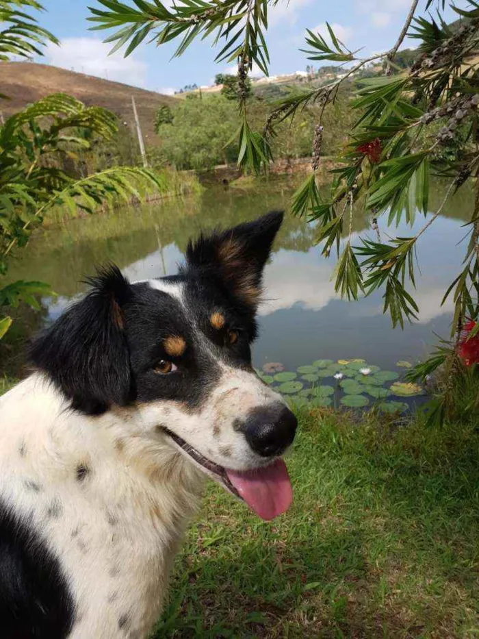 Cachorro raça Sem Raça Definida  idade 3 anos nome Tobby
