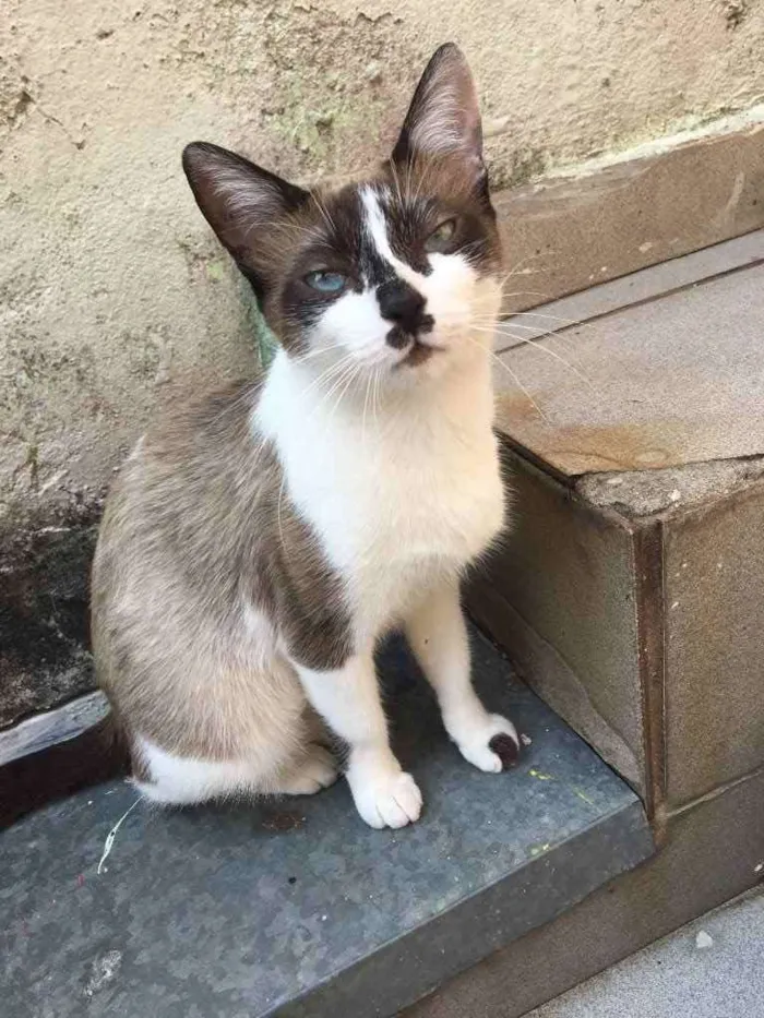 Gato ra a RND idade 1 ano nome Maria