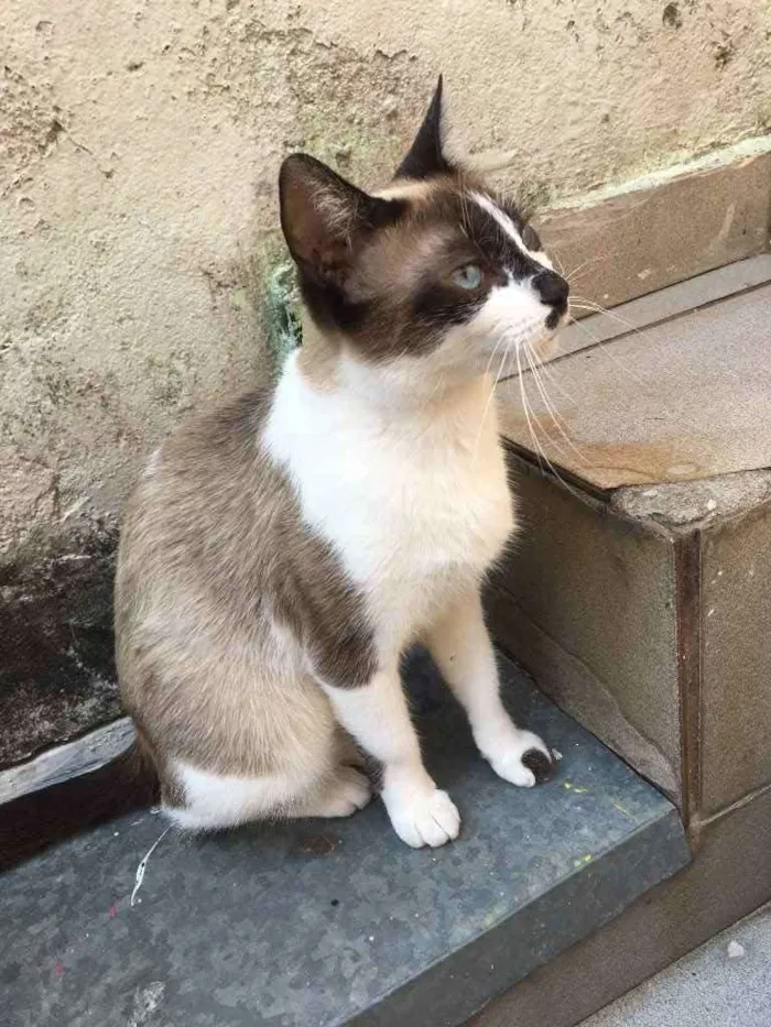Gato ra a RND idade 1 ano nome Maria