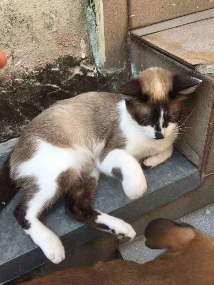 Gato ra a RND idade 1 ano nome Maria