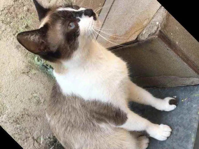 Gato ra a RND idade 1 ano nome Maria