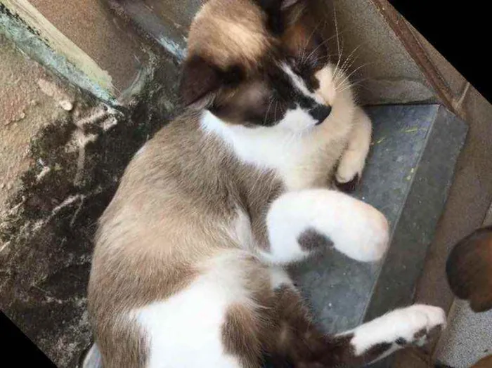 Gato ra a RND idade 1 ano nome Maria