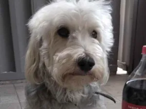 Cachorro raça Mestiço  idade 6 ou mais anos nome Rico