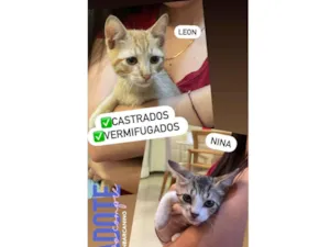 Gato raça Srd idade Abaixo de 2 meses nome Príncipes 