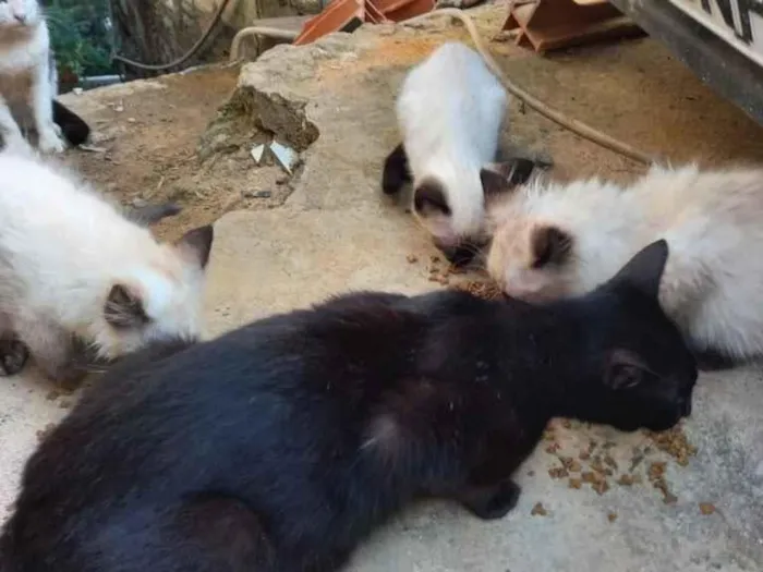 Gato ra a Srd idade Abaixo de 2 meses nome Filhotes siamês 