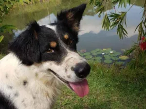 Cachorro raça Sem Raça Definida  idade 3 anos nome Tobby