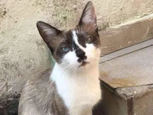 Gato raça RND idade 1 ano nome Maria